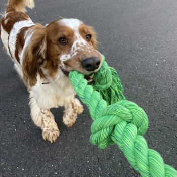 Corda de algodão com cinco nós trançados para cães - verde - Floss - 120cm